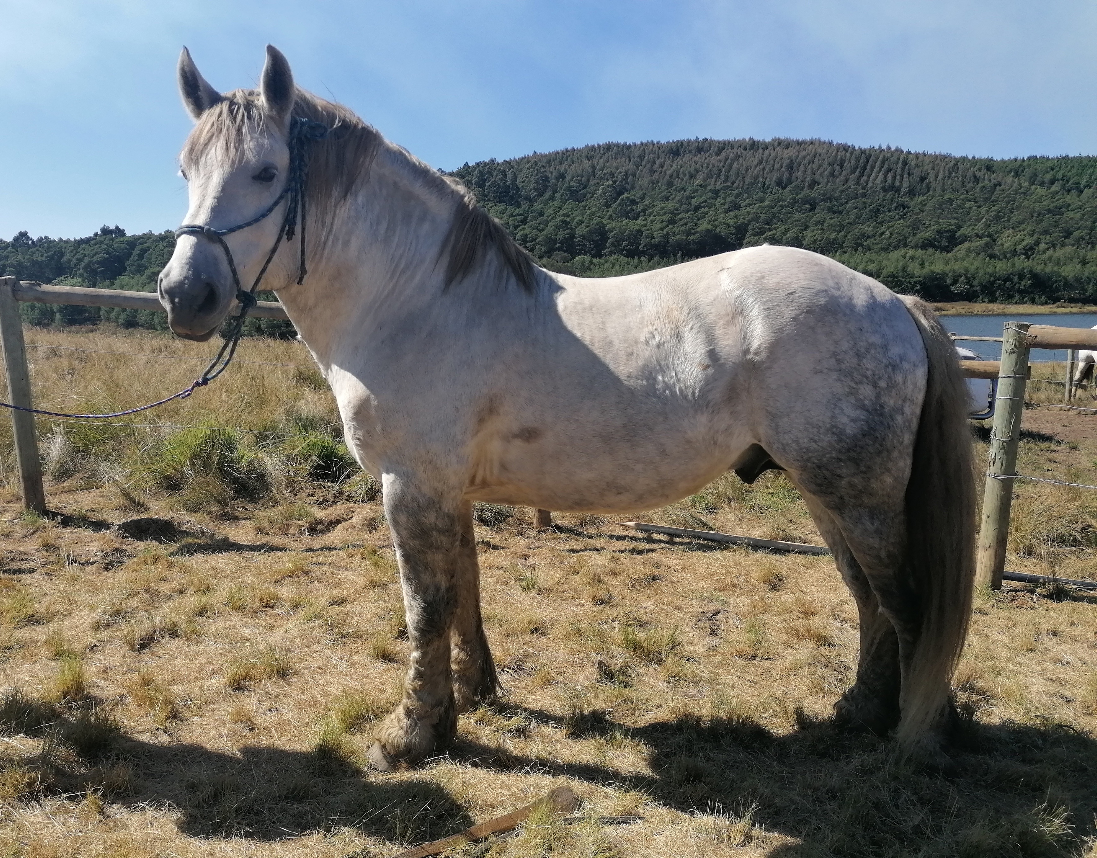 Mafura Blandus - Lyric Stud- Kwa-Zulu Natal
Owner: Diane van der Merwe